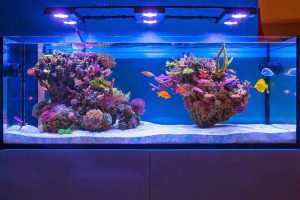 Keys Aquatics